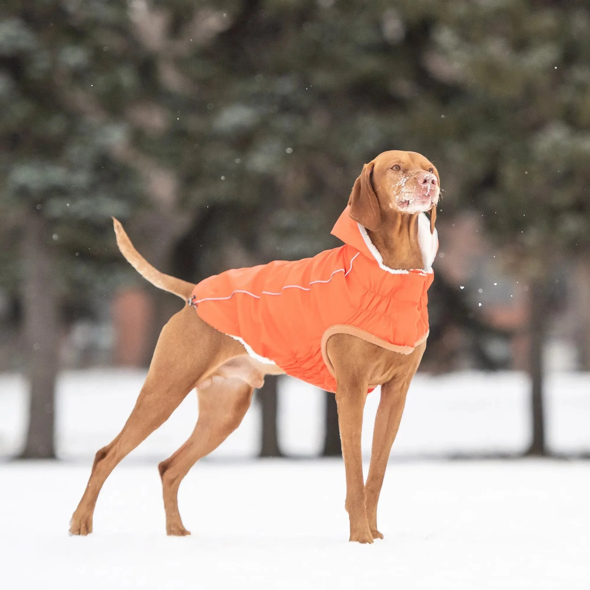 Waterproof Insulated Dog Raincoat – Ultimate Protection & Warmth