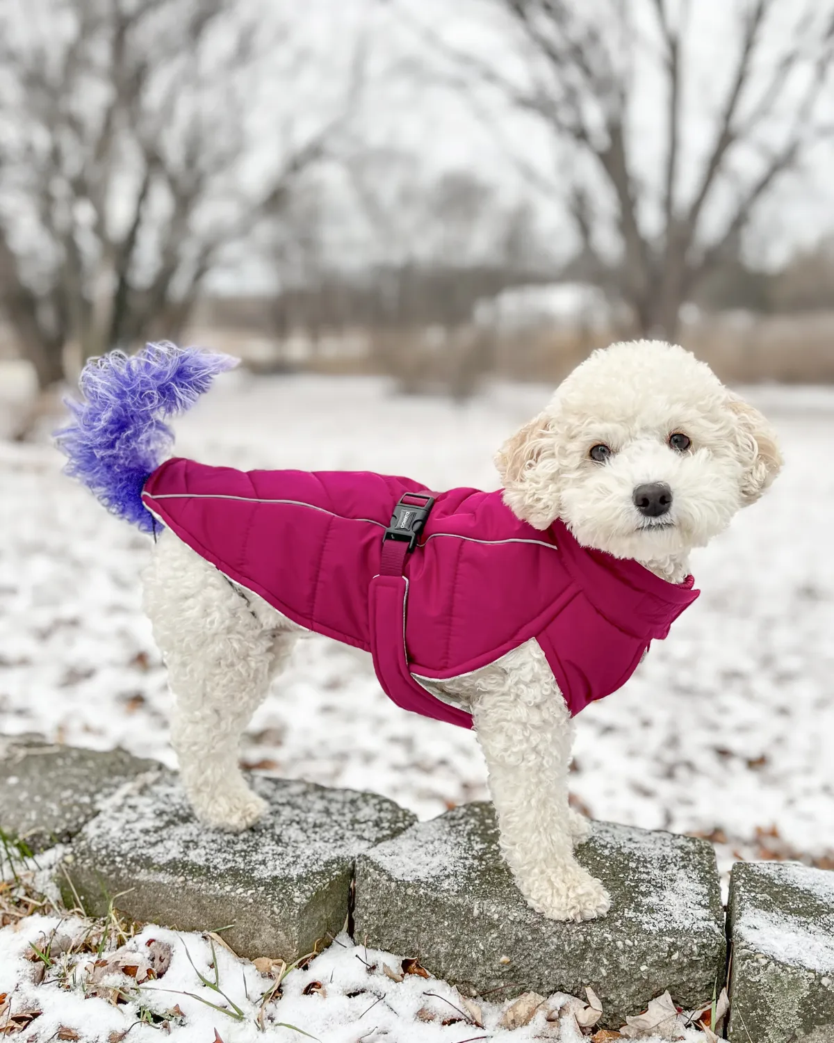 Whistler Winter Dog Coat
