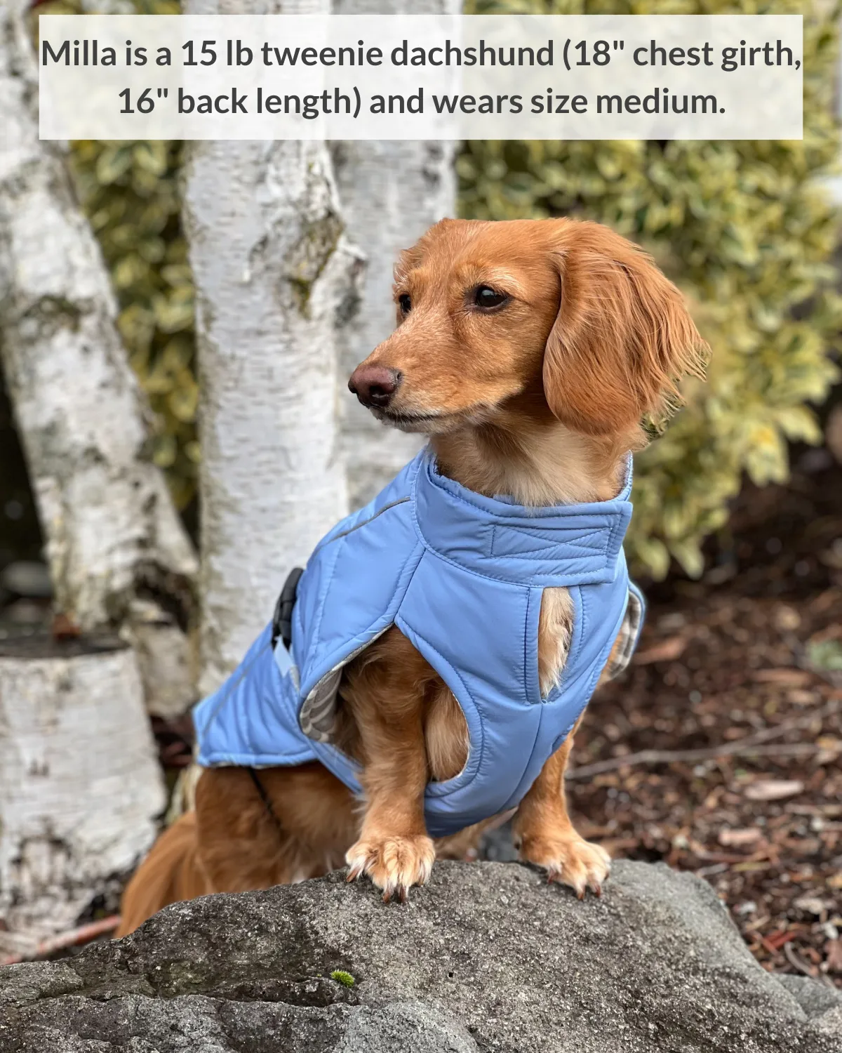 Whistler Winter Dog Coat