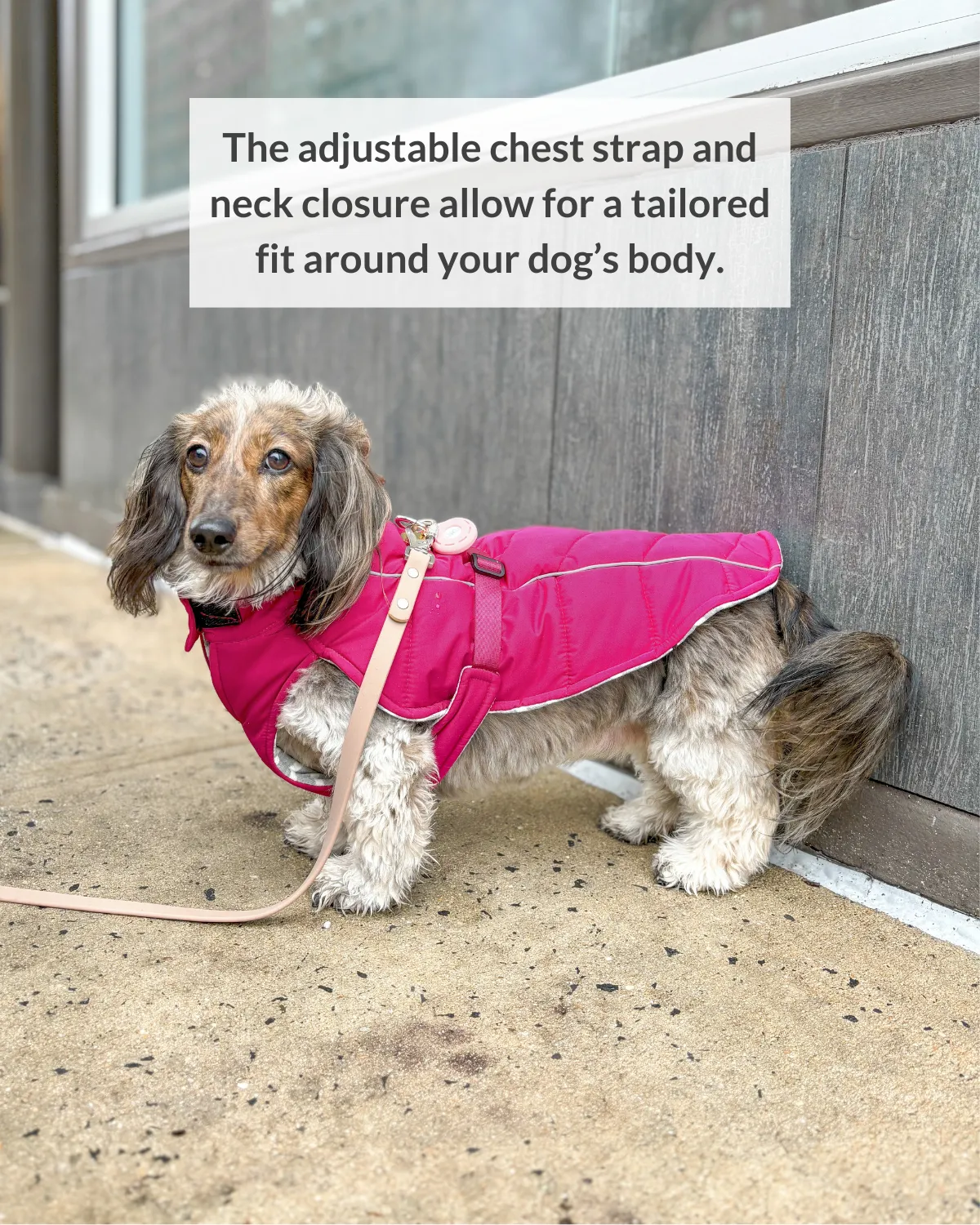 Whistler Winter Dog Coat