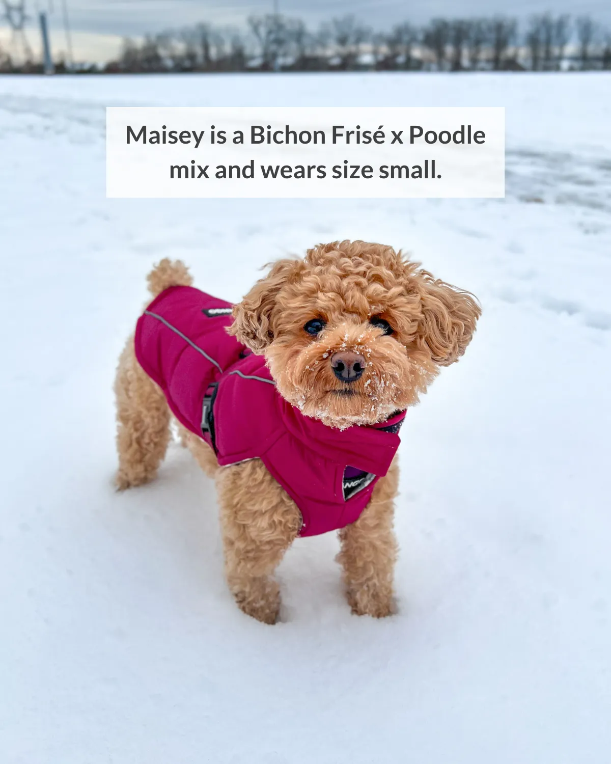 Whistler Winter Dog Coat