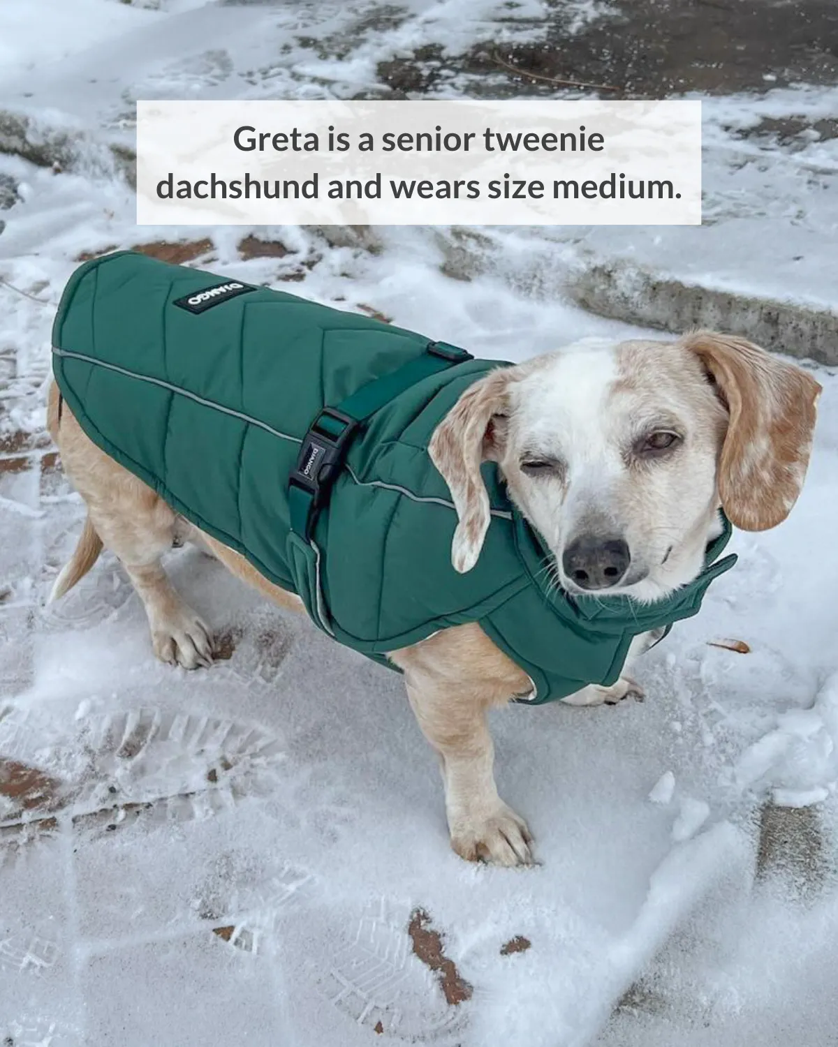 Whistler Winter Dog Coat