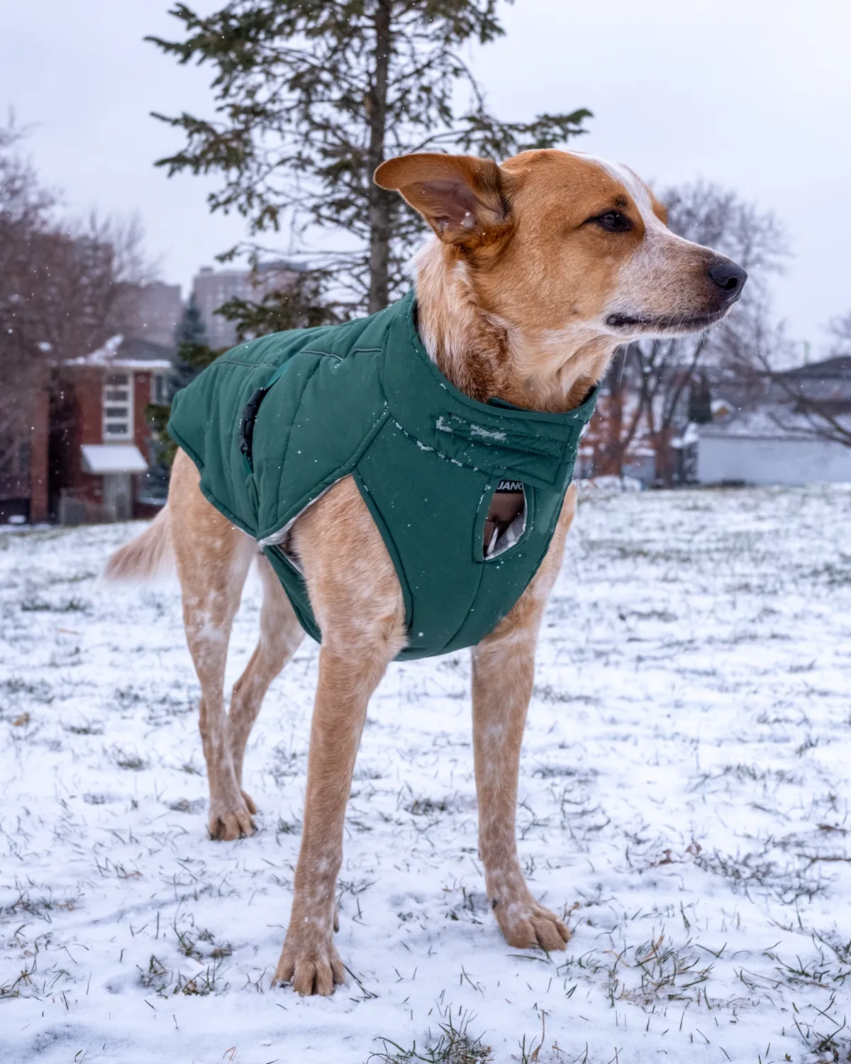 Whistler Winter Dog Coat