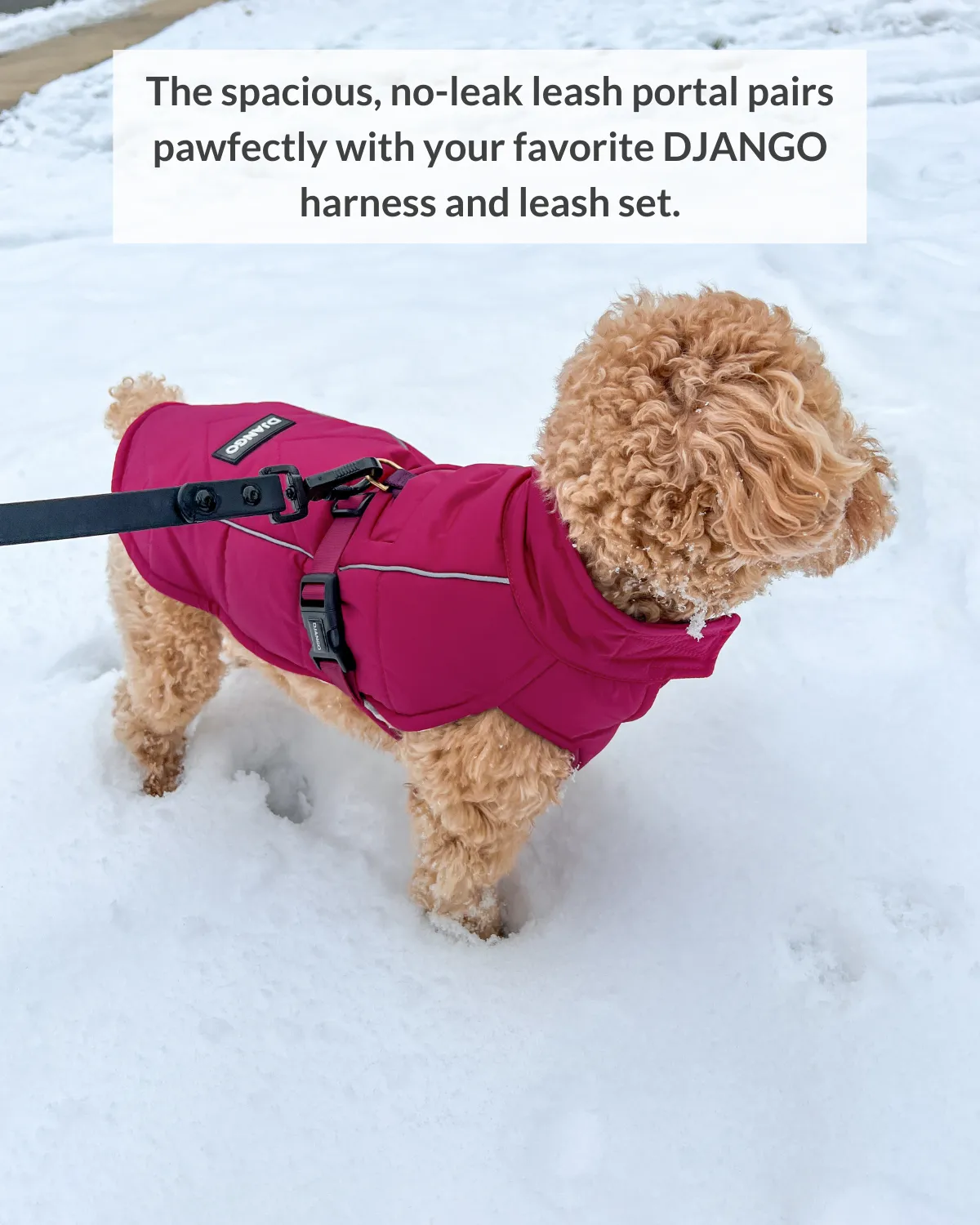 Whistler Winter Dog Coat