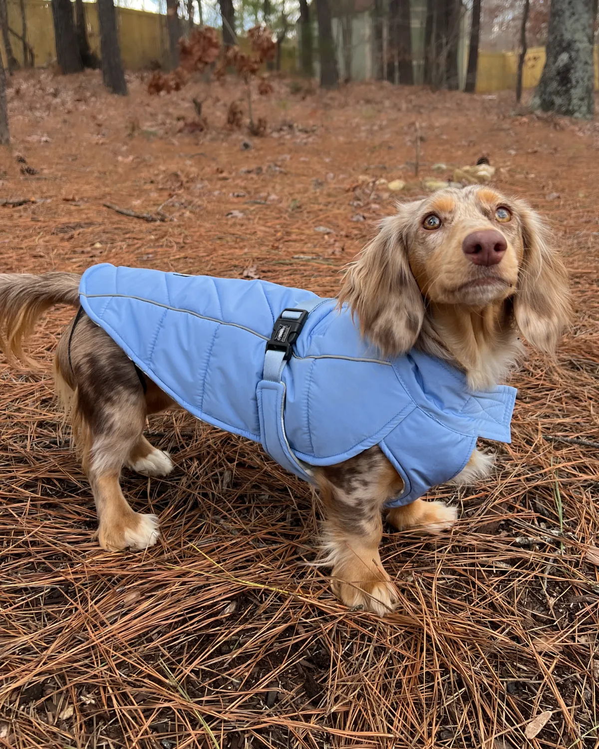Whistler Winter Dog Coat