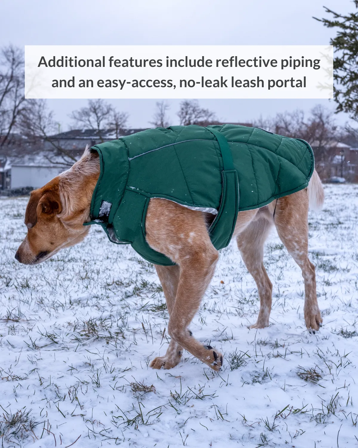 Whistler Winter Dog Coat