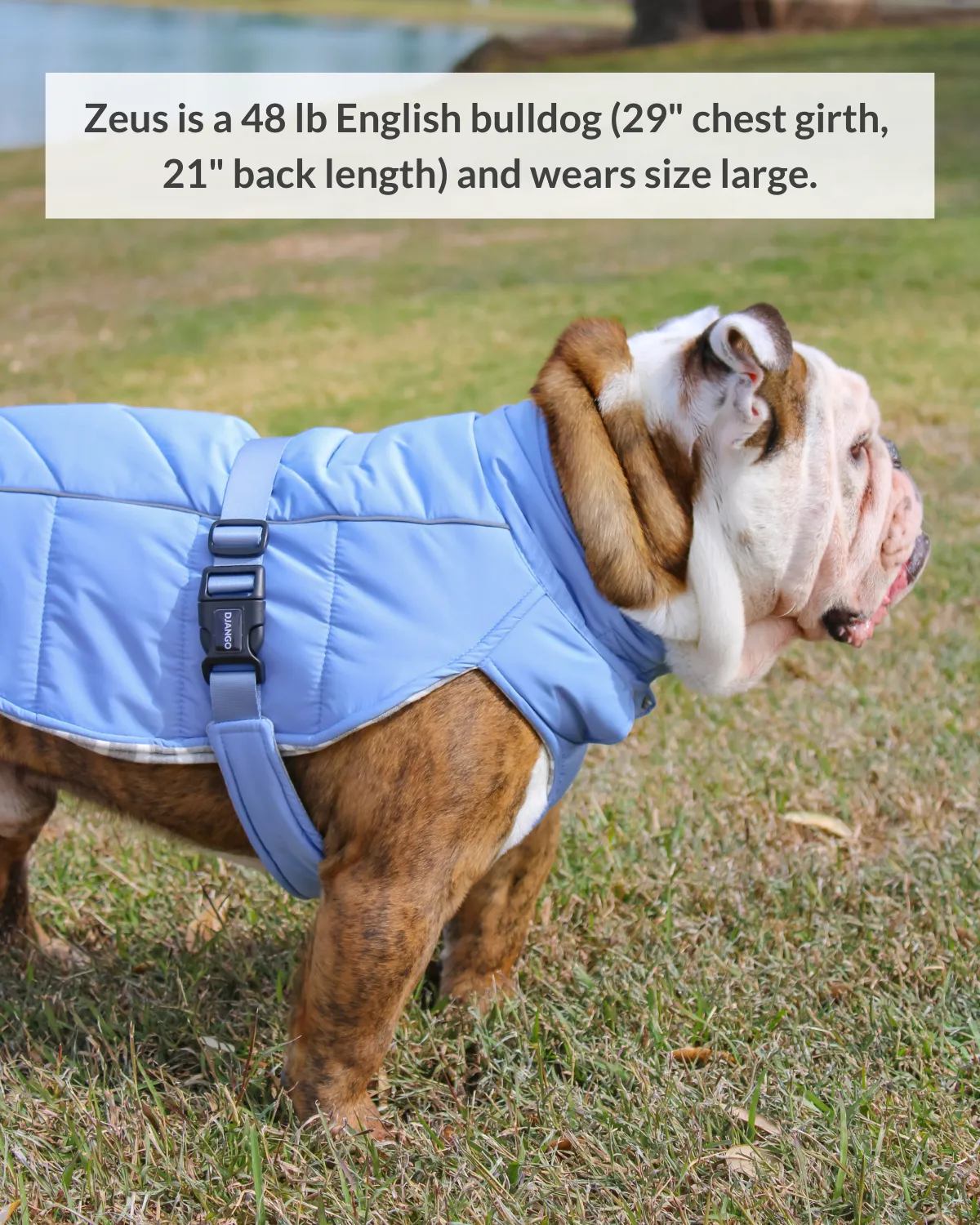Whistler Winter Dog Coat
